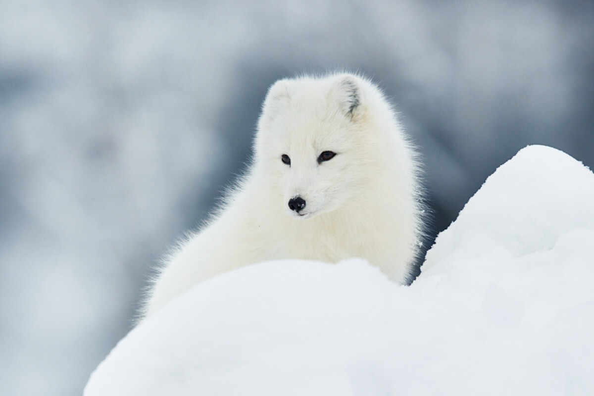 北極狐永續計畫